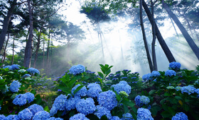 포레스트 수목원 수