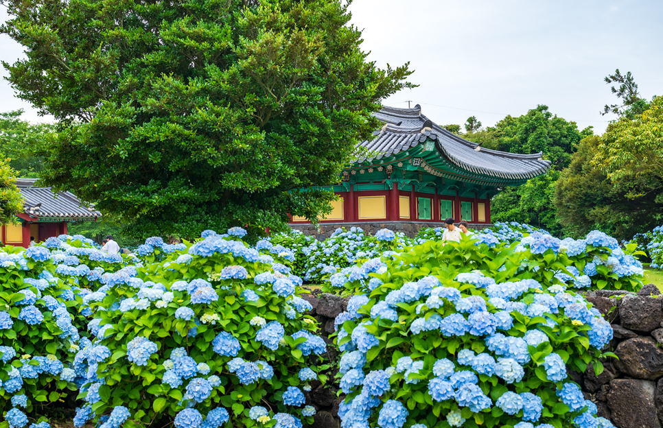 제주 동쪽 가볼만한곳 (혼인지)