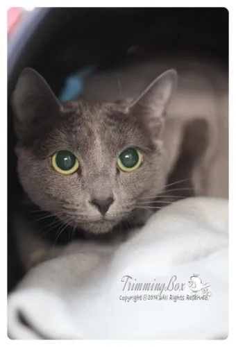 러시안블루 고양이 가격 믹스 수명 털빠짐_13