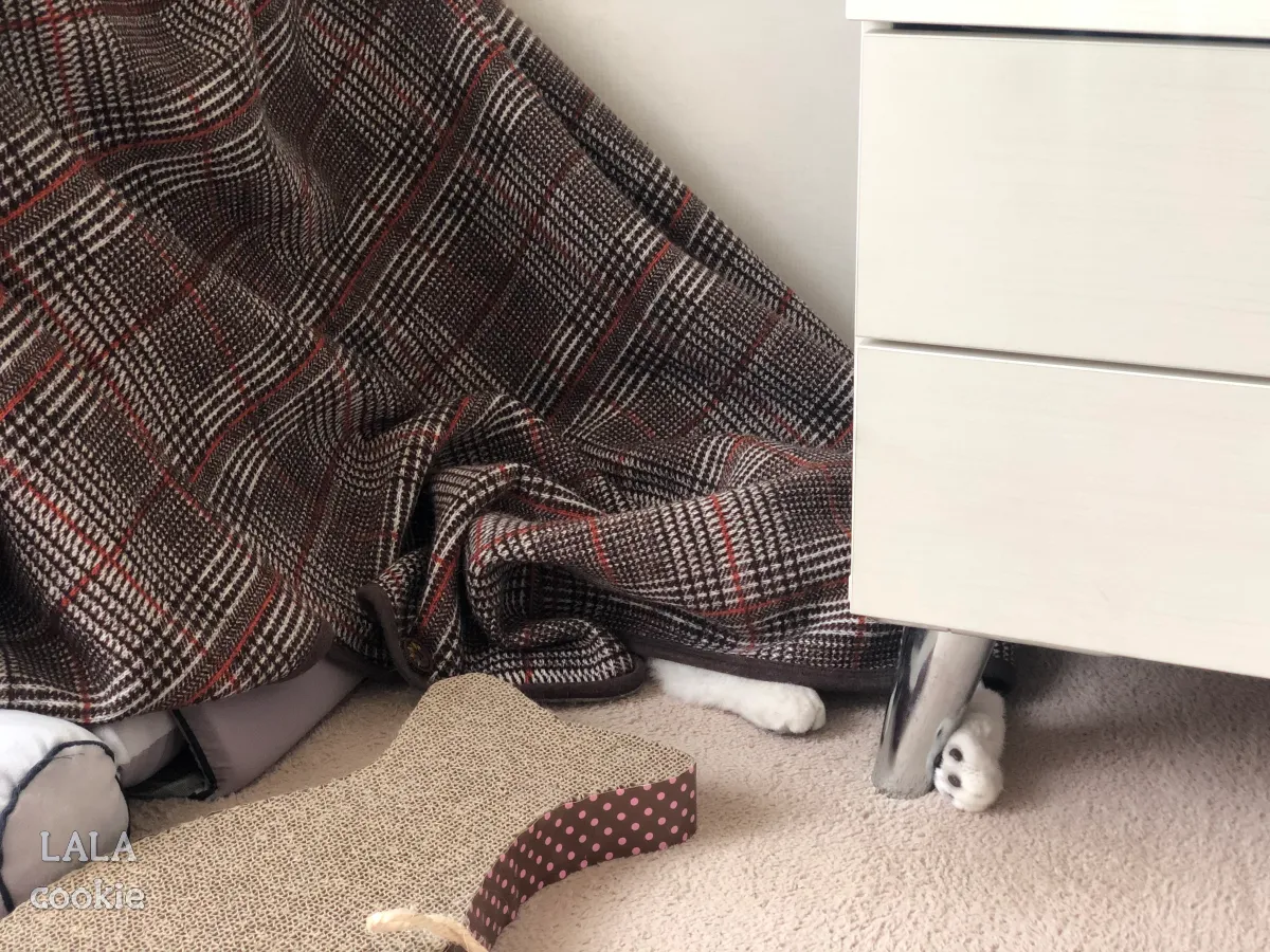 고양이-숨숨집-텐트형-자는-고양이