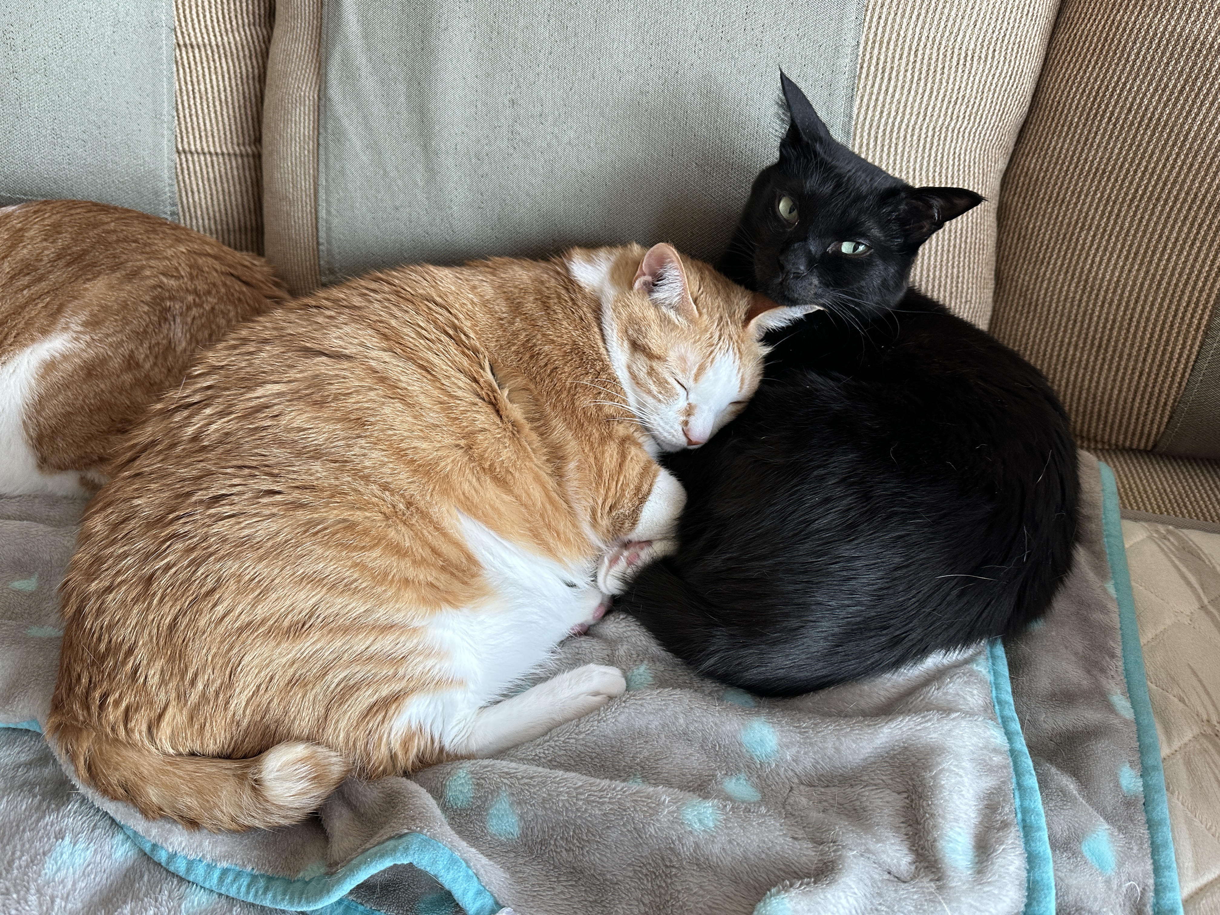 보면 마음이 따뜻해지는 다정한 냥냥이들 (feat.형아도 가끔은 동생한테 안길수 있지)