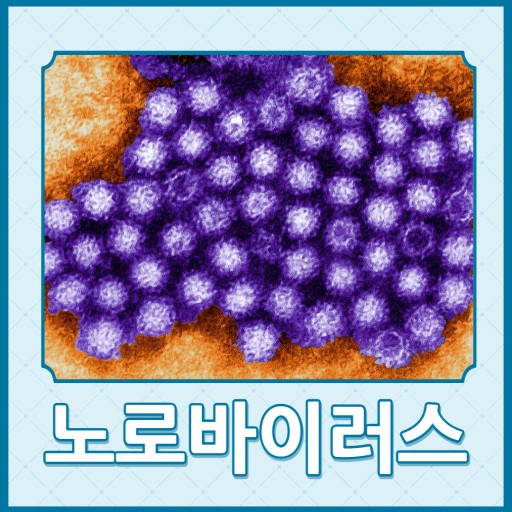 노로바이러스 증상 예방법
