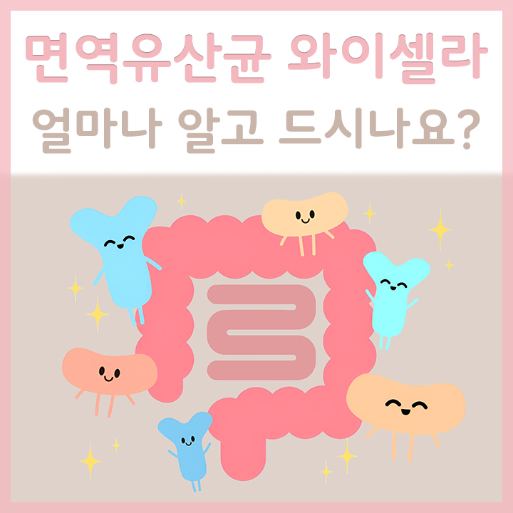 장에-있는-면역유산균-와이셀라