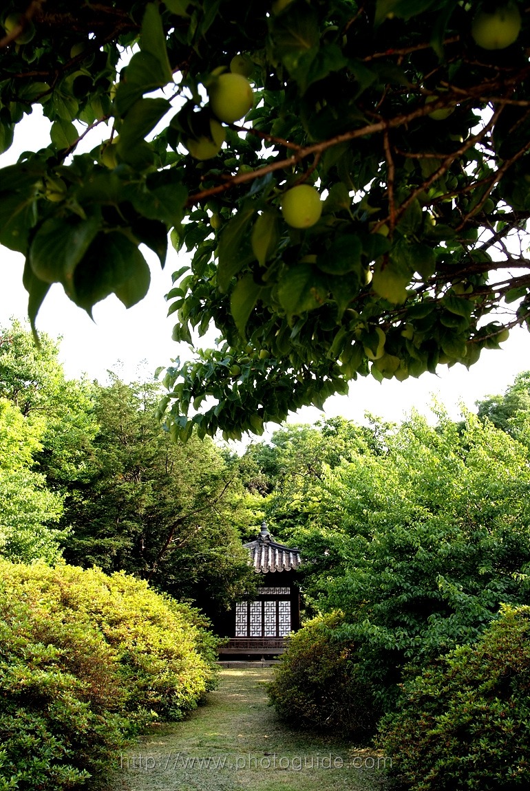 창덕궁 Changdeokgung Palace