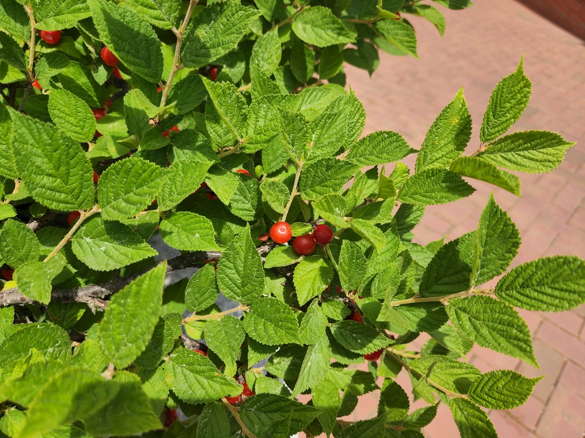 앵도나무(앵두나무)