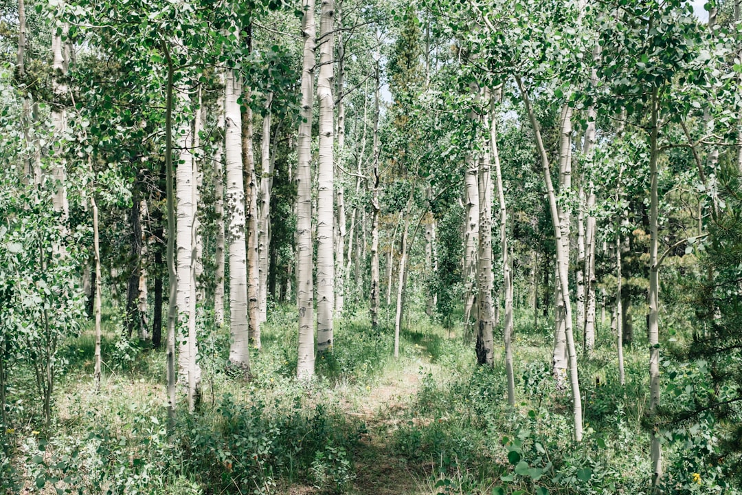 Birch