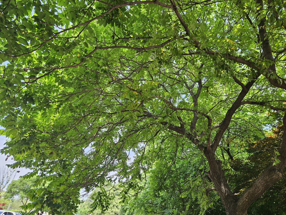 모감주나무 수형