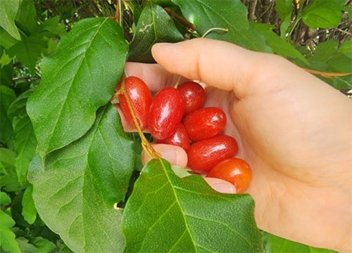 보리수 열매 효능