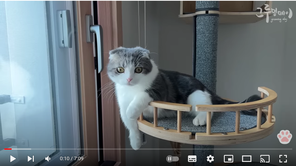 '이거 알고 있었어?' 고양이를 위해 지금 당장 바꿔야 할 것