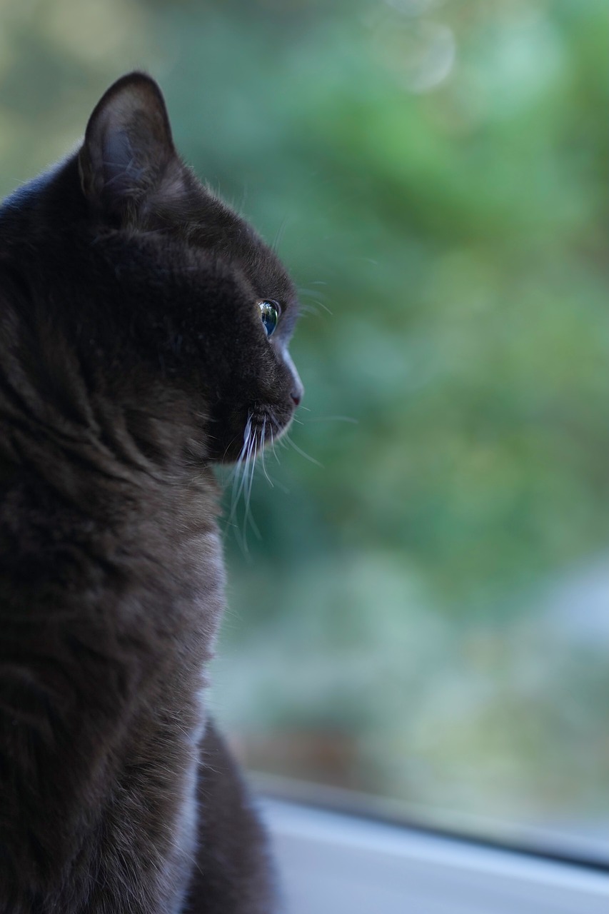 브리티시 숏헤어(British Shorthair)5