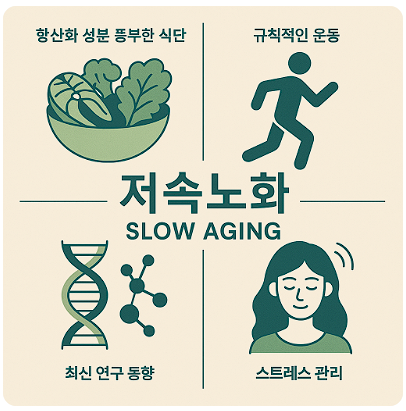 저속노화란? 건강하게 나이 드는 식단, 운동, 연구 총정리!