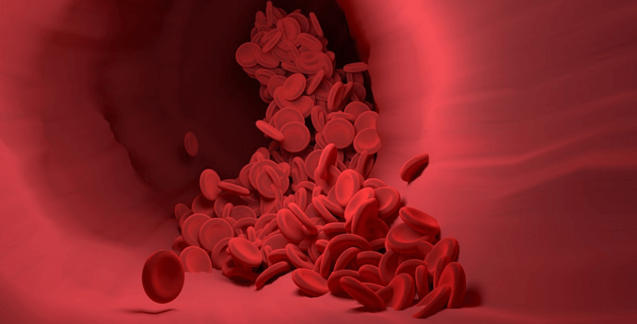 확대한 혈관 속의 적혈구