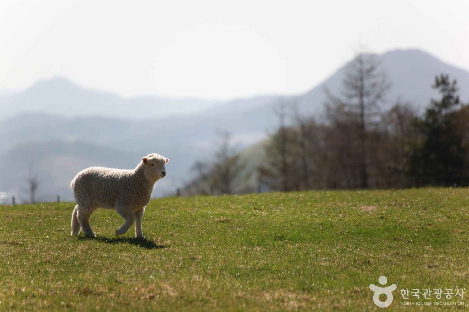 강원도 가볼만한곳 베스트10 평창 대관령 양떼목장