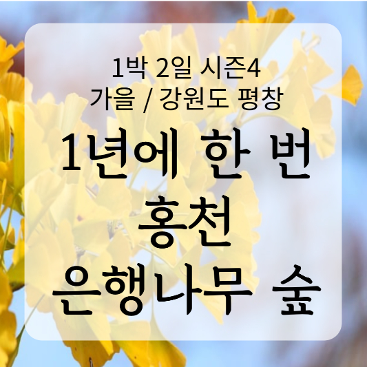 홍천 은행나무 숲