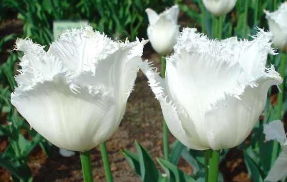 Swan Wings Tulip