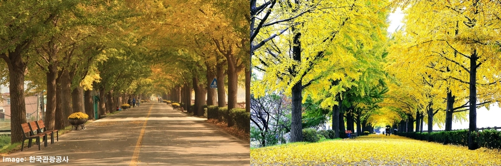 아산-곡교천-은행나무길