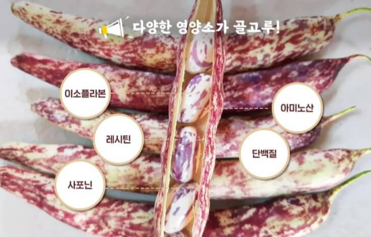 호랑이콩 효능 8가지와 보관법 및 부작용