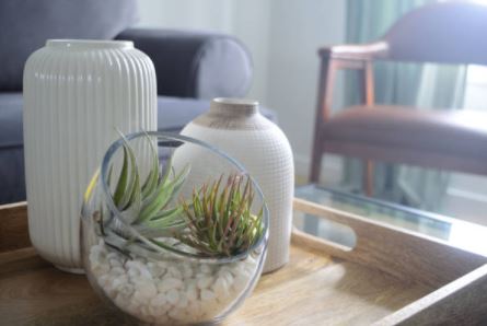 틸란드시아 키우기