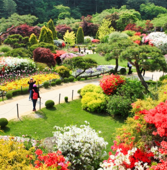 경기도 봄꽃구경