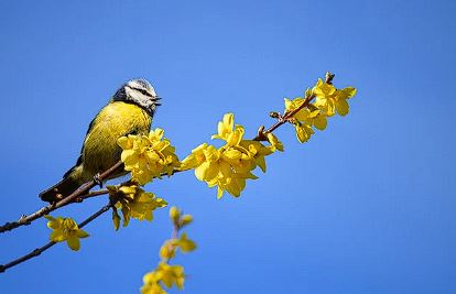 개나리 개화시기