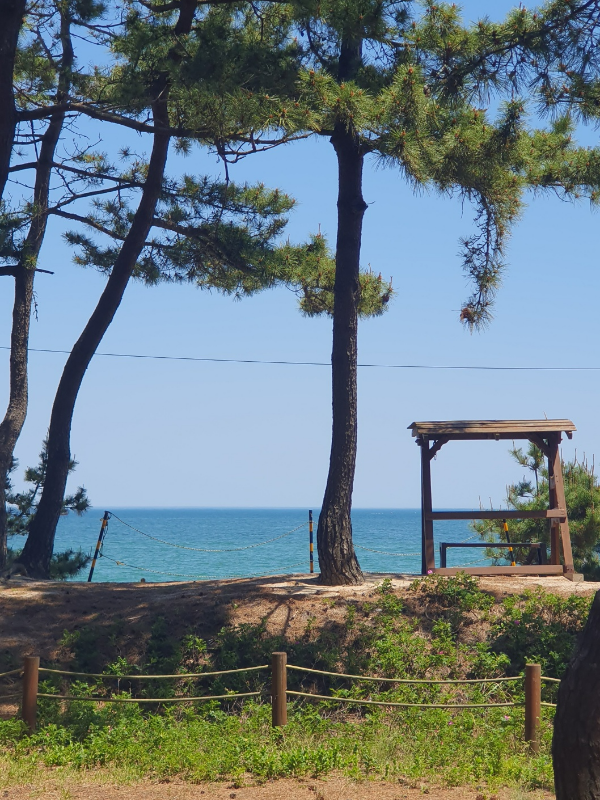 강릉 솔향기 캠핑장