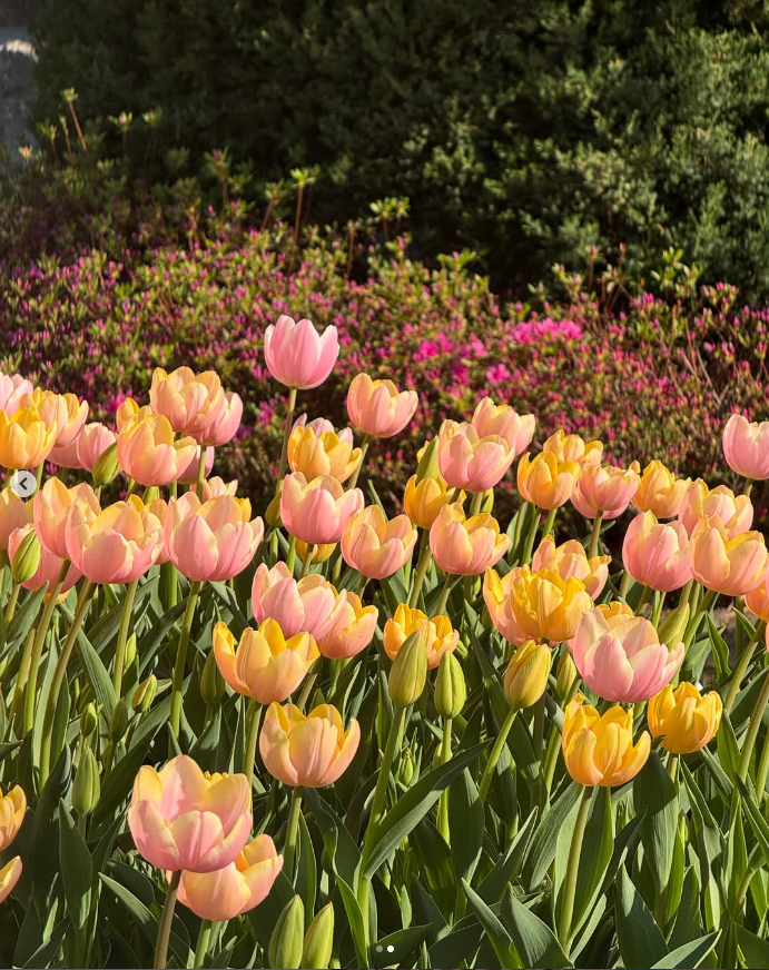 용인 자작나무숲 봄꽃축제