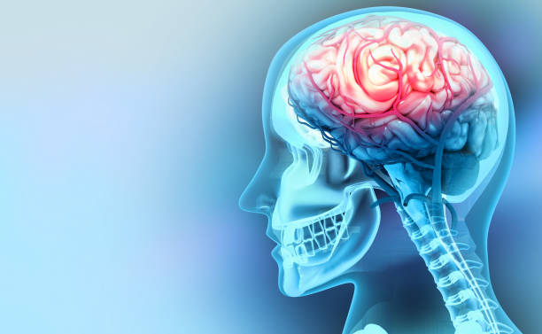 뇌