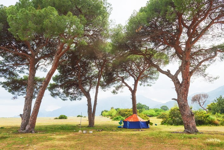 휴양림예약사이트