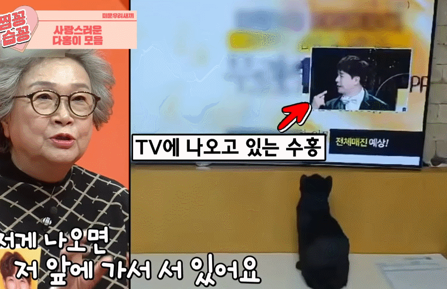 미우새에 출연중인 다홍이