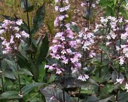 자엽 펜스테몬 이미지 사진