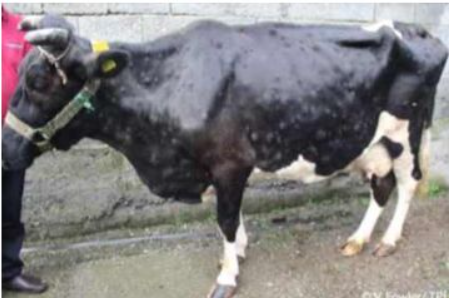 심각한 럼피스킨병