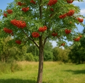 마가목 열매 효능