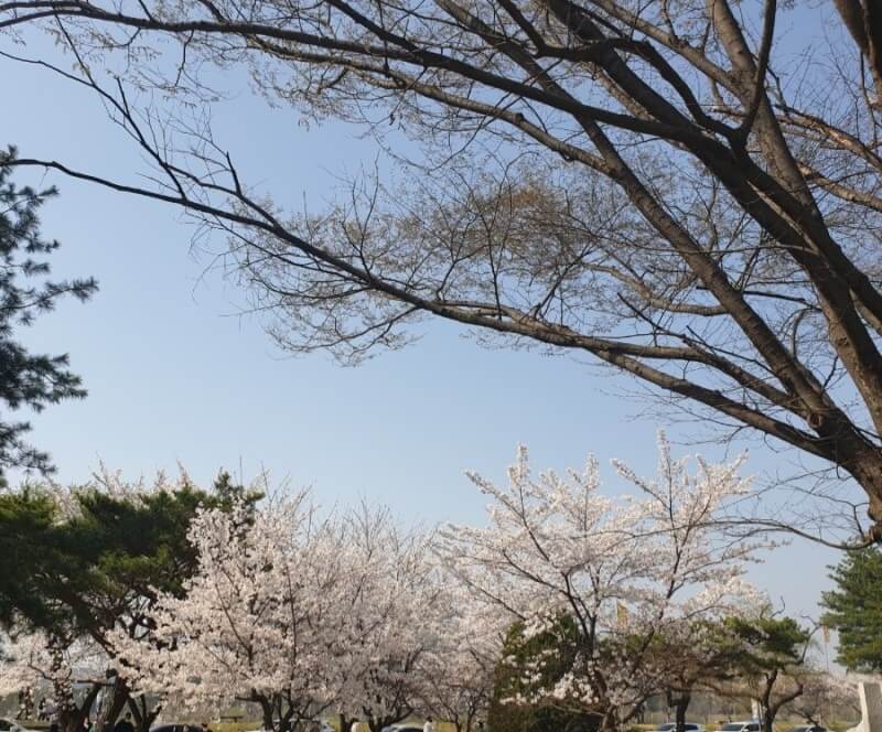 숨은 벚꽃명소 / 2024 충청도 벗꽃명소 벚꽃여행 