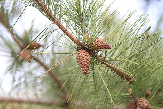 해돋이 명소 추천 BEST 5