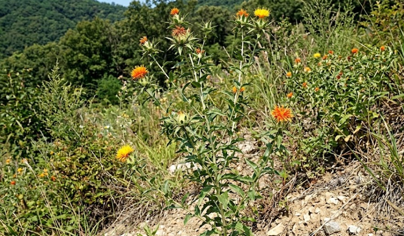 홍화(Carthamus tinctorius)