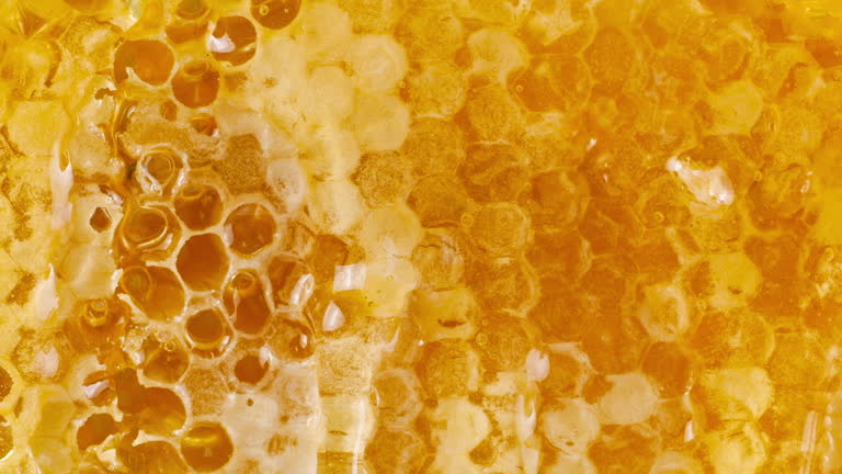 프로폴리스 천연 항생제 역할