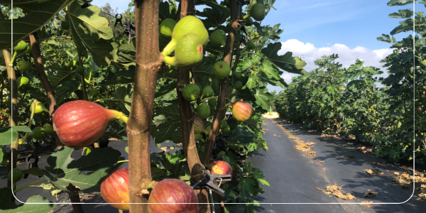 무화과의 효능과 항산화2