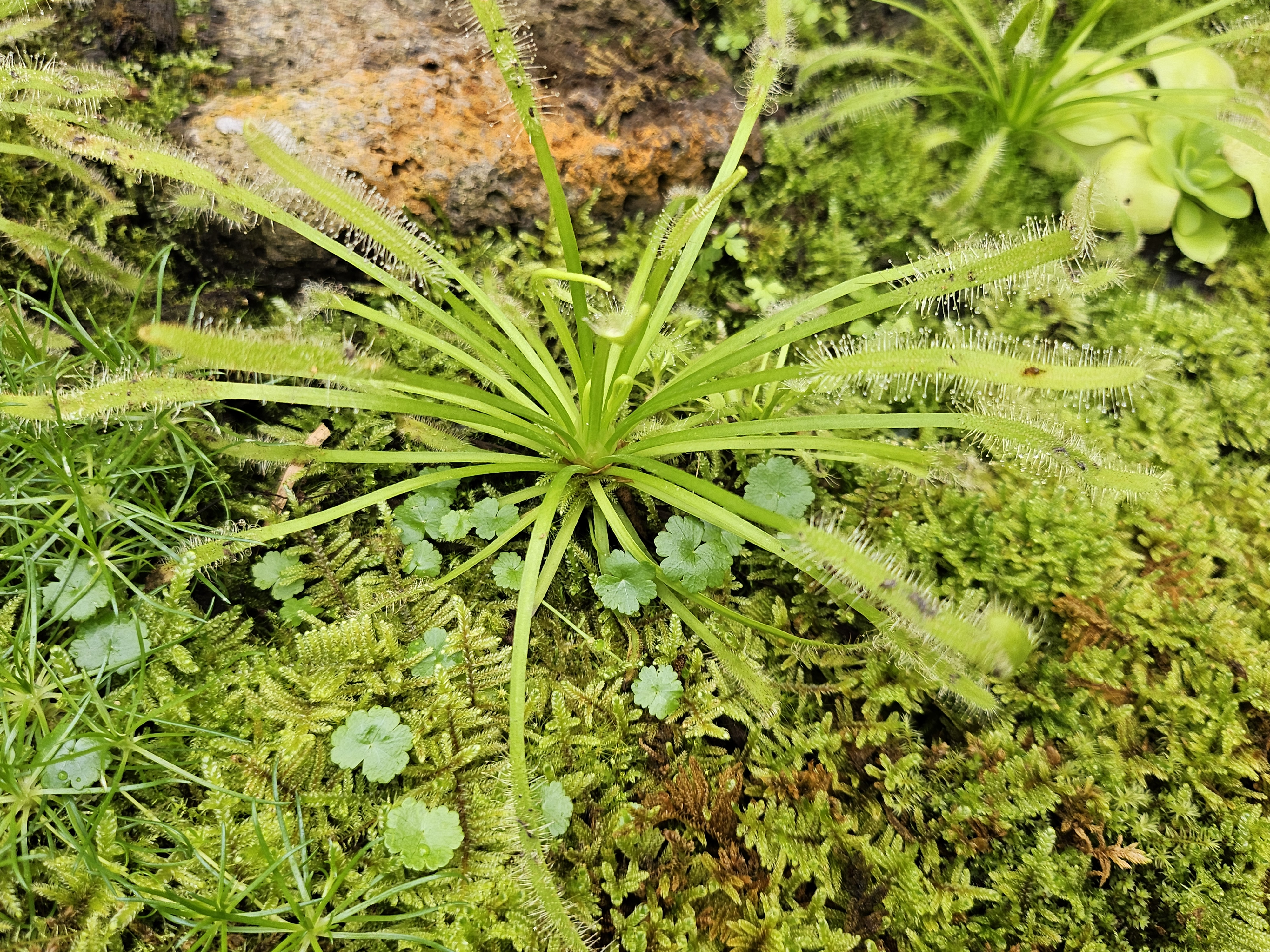 겨울 실내 아이와 가볼만한곳 부천호수공원 식물원 수피아