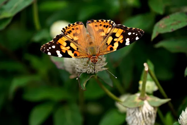 아마란스 재배 직파 요령 잎과 곡립 겸용 수확_2