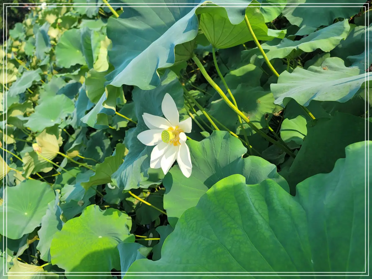봉선사-연꽃축제-20250810_172447
