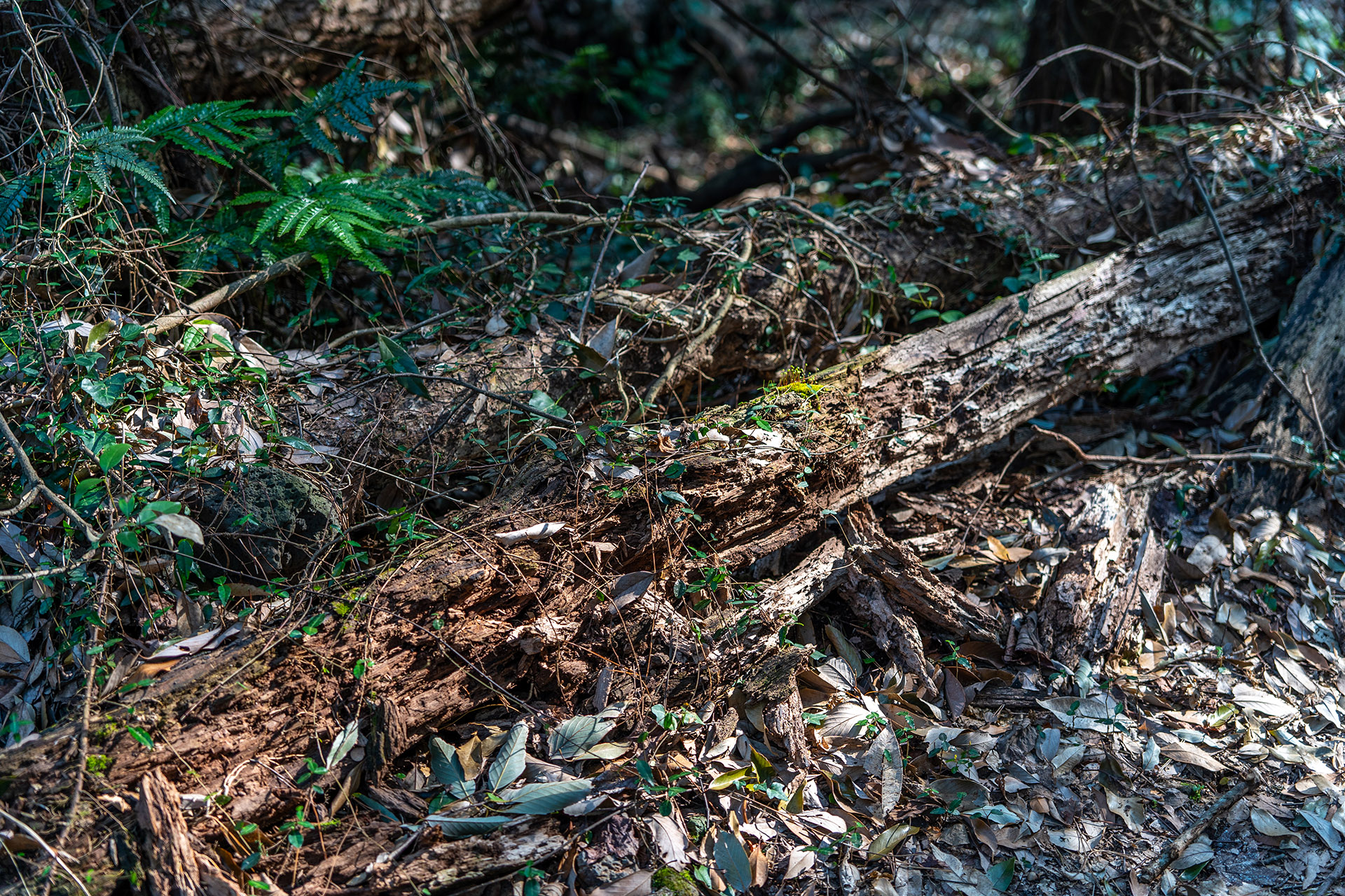 환상숲 곶자왈 공원