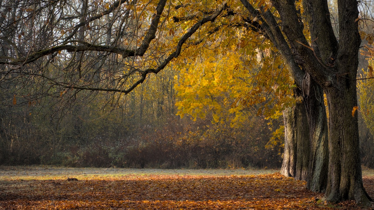 trees-6855857_1280.jpg