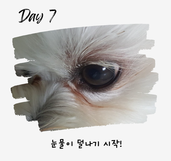 강아지 눈 주변 냄새, 왜 날까? 눈 영양제로 해결 방법까지
