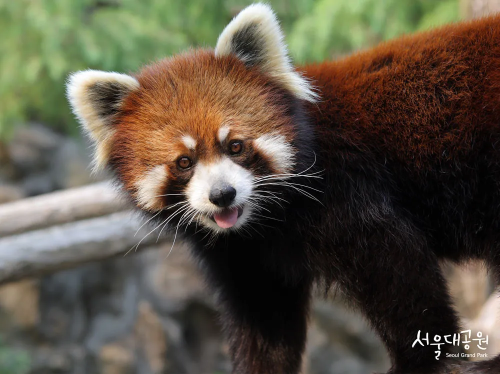 서울대공원 관광권