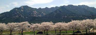 전라남도 월춘산 벚꽃 명소 베스트 5 벚꽃시기 만개시기 드라이브 코스