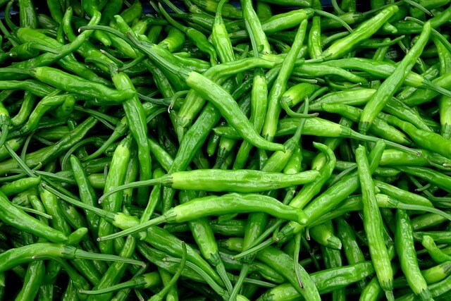 고추 약치는 시기와 방법