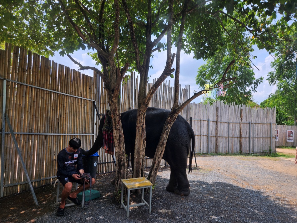 푸켓 가볼만한곳, 엘리펀트 정글 생츄어리 코끼리 샤워시키기 밥주기 후기