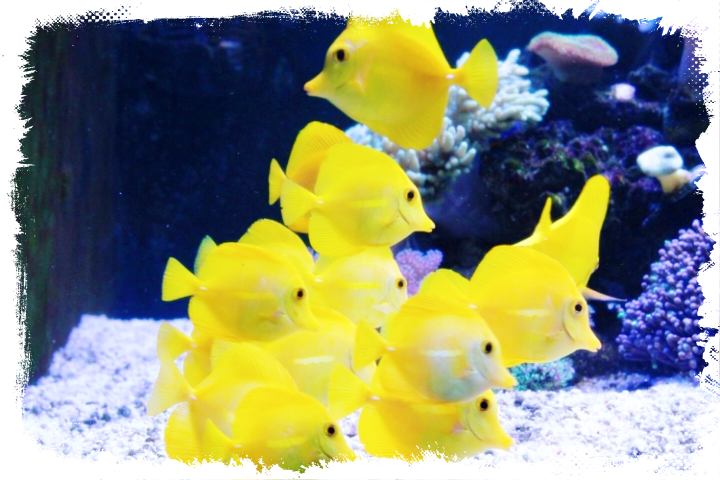 생방송-오늘저녁-수족관-닭갈비-경북-포항-맛집-위치