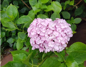 부산 태종대 수국축제기간3