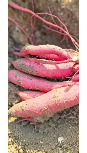 고구마캐는시기 딱 3가지 신호만 보세요 보관법까지 총정리로_27